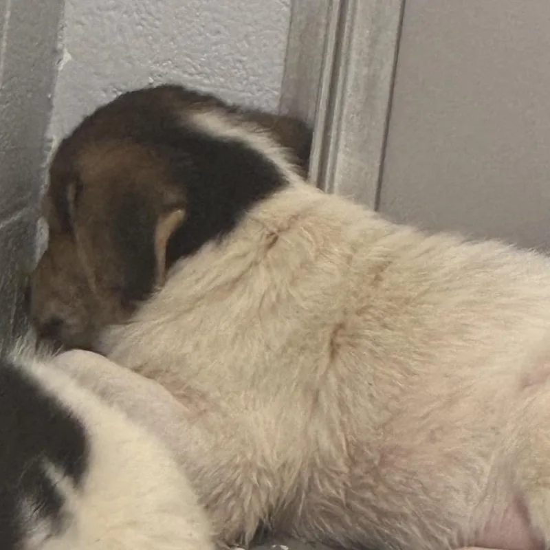 A baby medium-sized male White / Cream Mixed Breed dog named Toe for adoption in Danville, KY