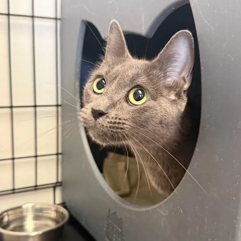 An adult medium-sized female Gray / Blue / Silver Domestic Short Hair cat named Avena for adoption in Houston, TX