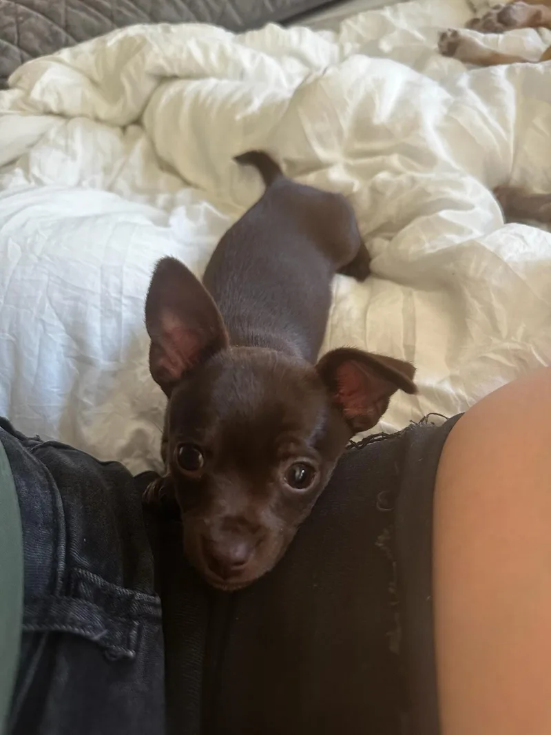 A baby small-sized male Brown / Chocolate Chiweenie dog named Dublin for adoption in Lafayette, CA