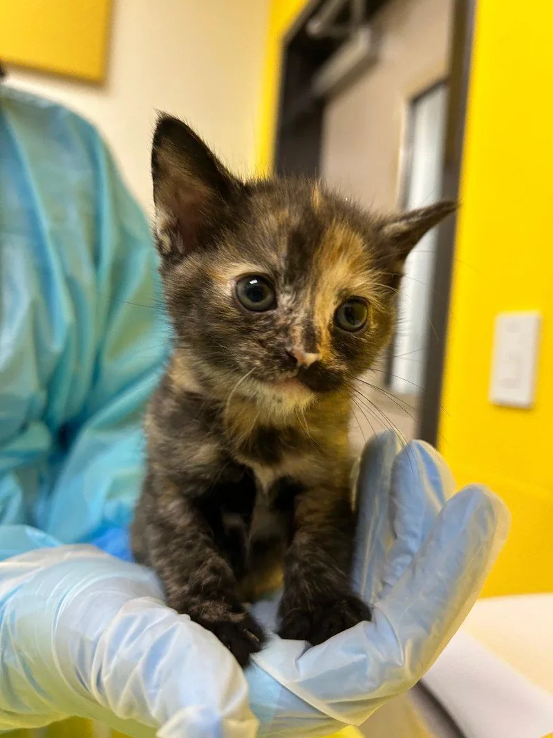 A baby small-sized female Tortoiseshell Domestic Short Hair cat named BamBam for adoption in Raleigh, NC