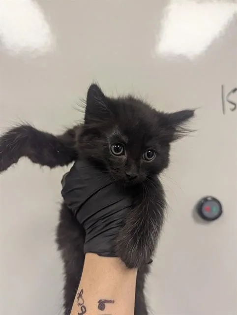 A baby small-sized female Domestic Long Hair cat named Duchess for adoption in Ontario, CA