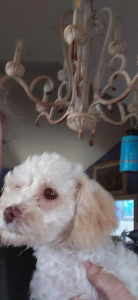 A baby small-sized female Maltese dog named Bijou for adoption in Spring, TX