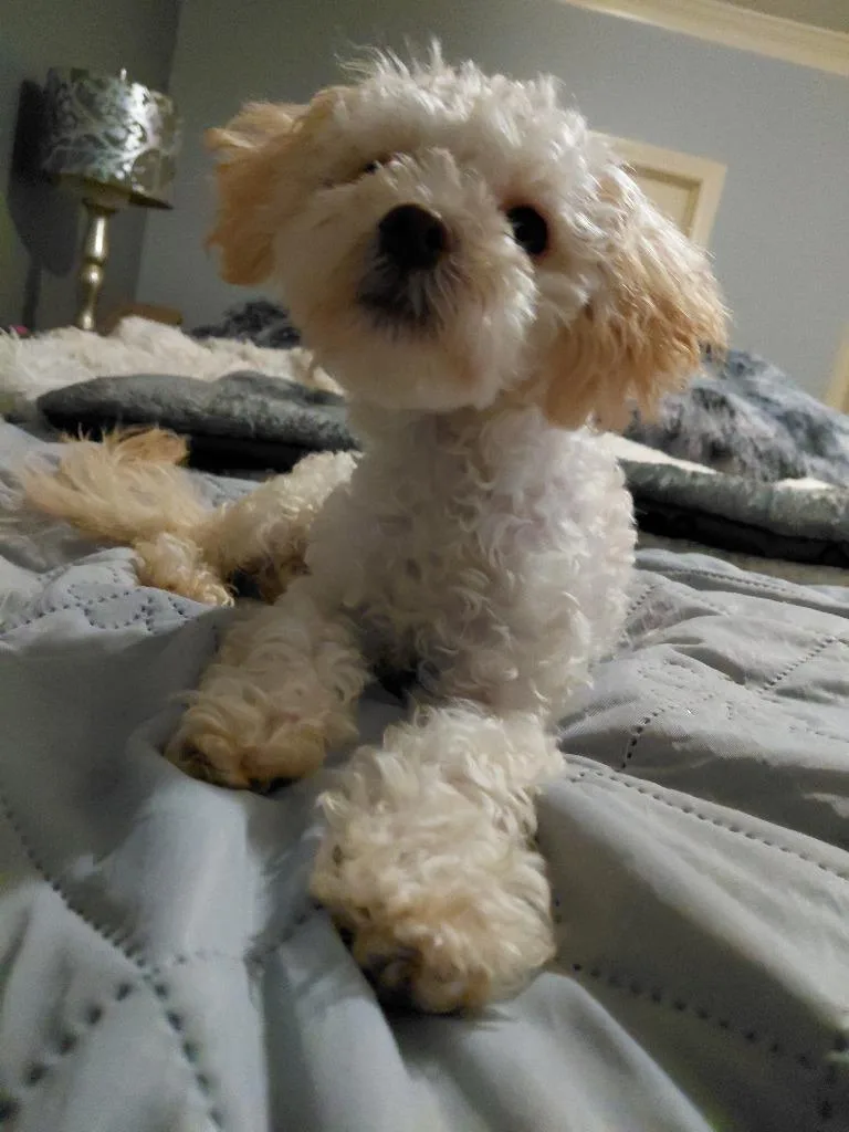 Bijou thumbnail 2