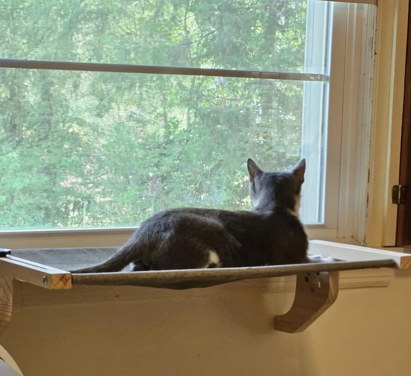 An adult medium-sized female Gray & White Domestic Short Hair cat named Bazinga! for adoption in WARNER ROBINS, GA