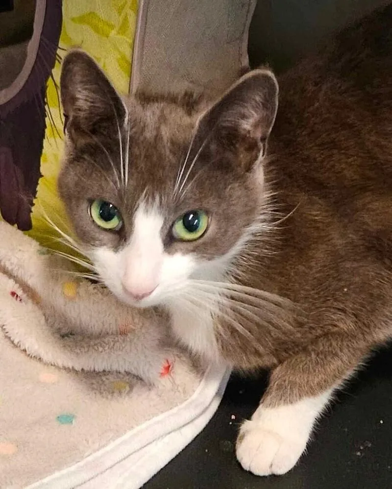 Bazinga! thumbnail 5