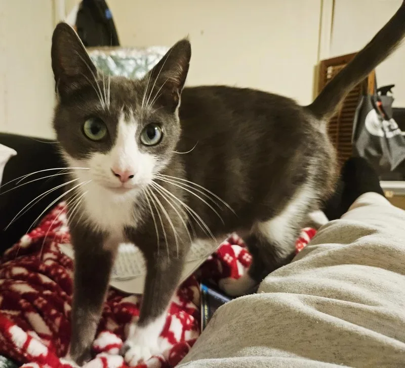 Bazinga! thumbnail 6