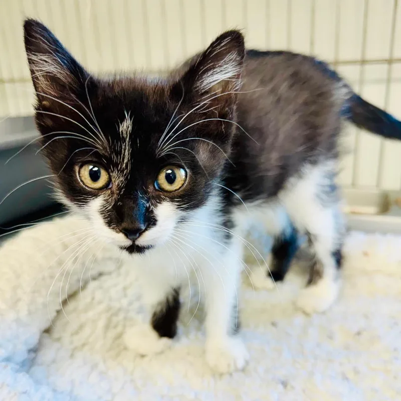 A baby small-sized male Domestic Short Hair cat named Barley for adoption in Lebanon, MO