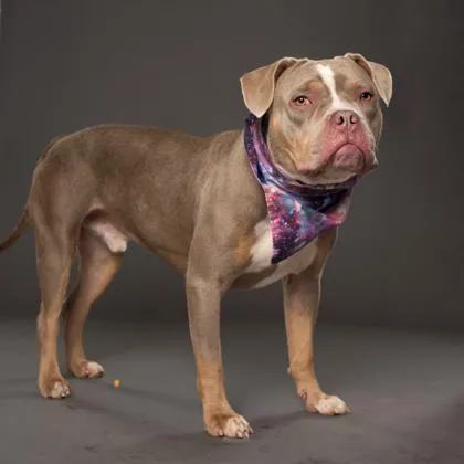 An adult large-sized male Pit Bull Terrier dog named Ivan for adoption in Atlanta, GA
