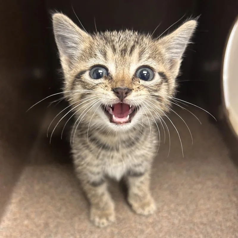 A baby small-sized female Brown / Chocolate Domestic Short Hair cat named BDubs for adoption in Abilene, TX