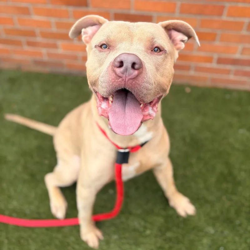 An adult medium-sized male Yellow / Tan / Blond / Fawn Terrier dog named Kane for adoption in Philadelphia, PA