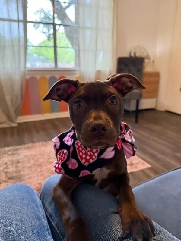 A baby medium-sized female Brown / Chocolate Pit Bull Terrier dog named Kiri Sunshine for adoption in Friendswood, TX