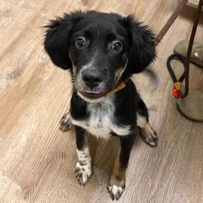 A baby small-sized male Australian Shepherd dog named Curly Fry for adoption in Parker, CO