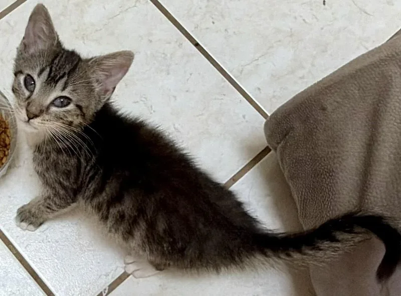 A baby small-sized female Tabby cat named Marion for adoption in Beckley, WV