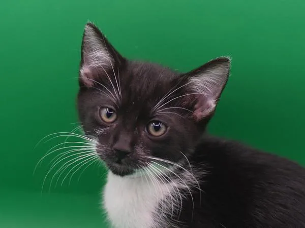 A baby small-sized male Domestic Short Hair cat named Pico De Cato for adoption in Portland, OR
