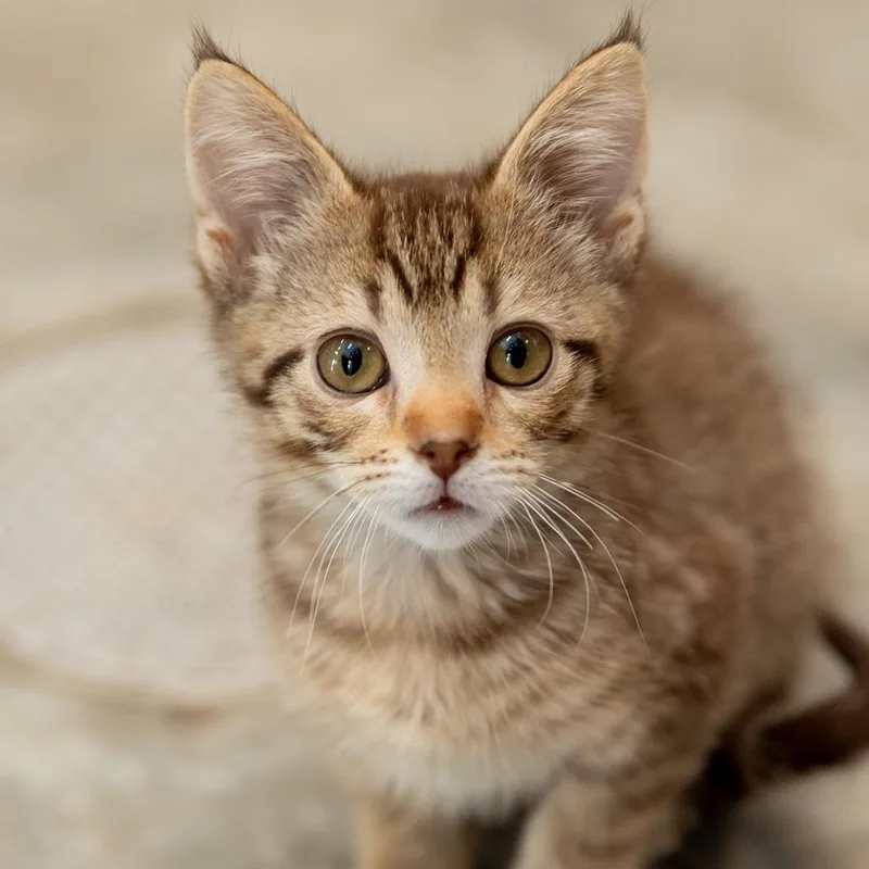 Elizabeth thumbnail 3