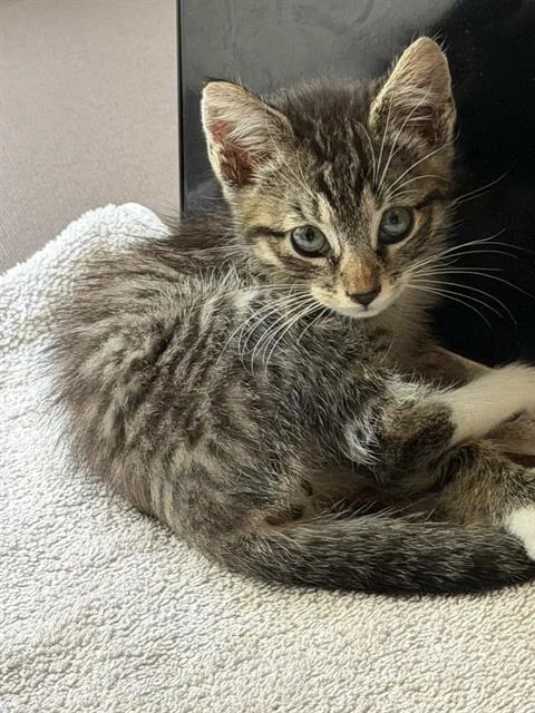 A baby small-sized male Domestic Short Hair cat named Winchester for adoption in Camarillo, CA