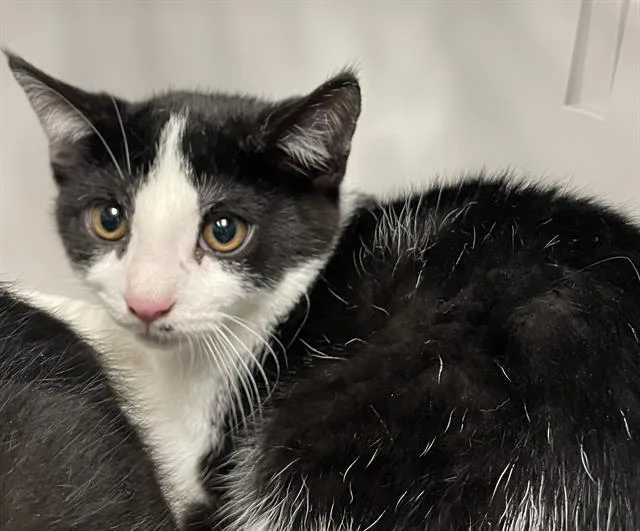A baby medium-sized male Black & White / Tuxedo Domestic Short Hair cat named Rustin for adoption in Clyde, NC