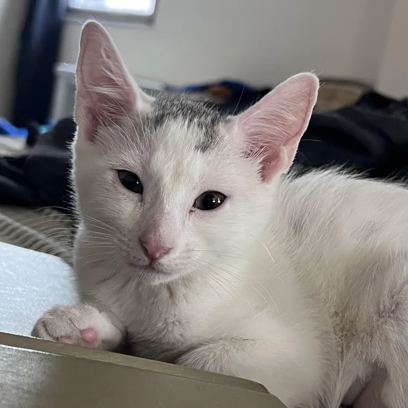 A baby small-sized female Gray & White Domestic Short Hair cat named Nina Garcia for adoption in Philadelphia, PA