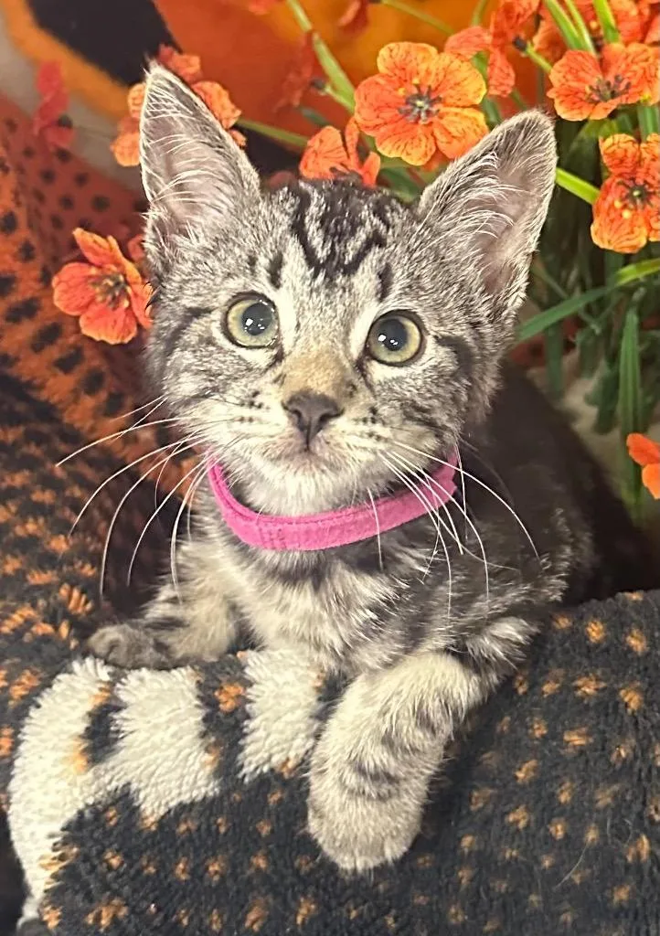 A baby small-sized female Domestic Short Hair cat named Aphrodite for adoption in Stillwater, OK