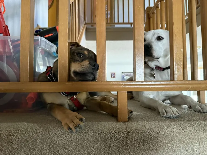 Puddle thumbnail 4