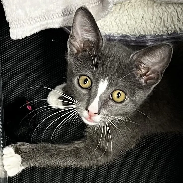 A baby small-sized female Gray / Blue / Silver Domestic Short Hair cat named Arinya for adoption in Westminster, CA