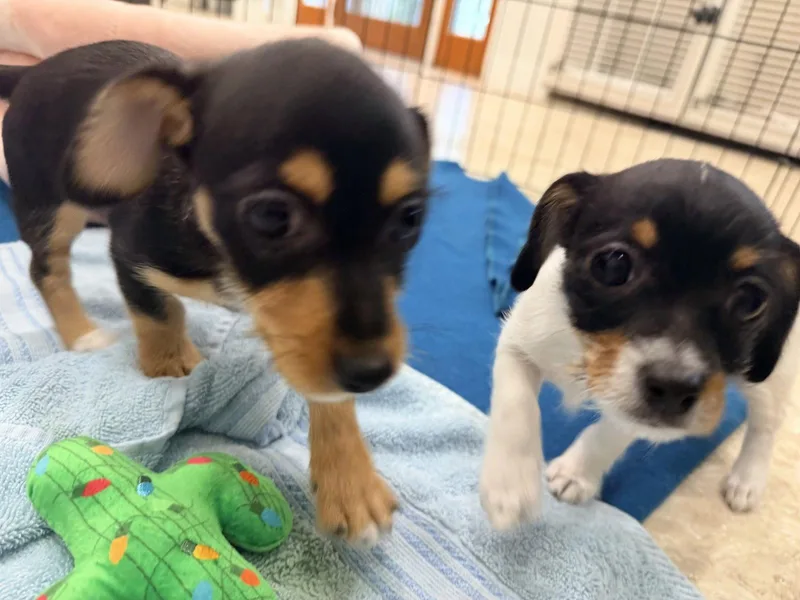 A young medium-sized female Dachshund dog named Mabel for adoption in Hilton Head Island, SC