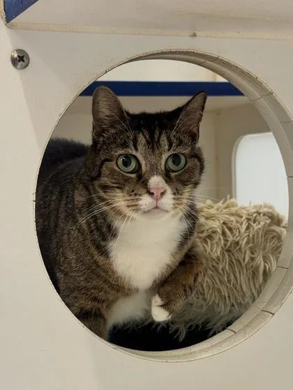 An adult medium-sized female Domestic Short Hair cat named Little Bit for adoption in Vero Beach, FL