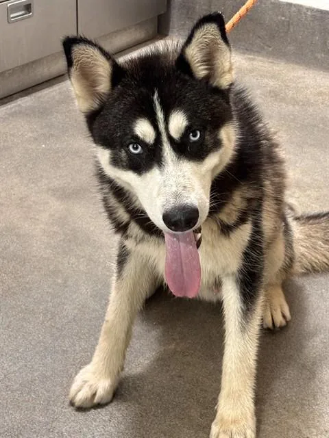 An adult medium-sized male Siberian Husky dog named Ojo for adoption in Upper Marlboro, MD