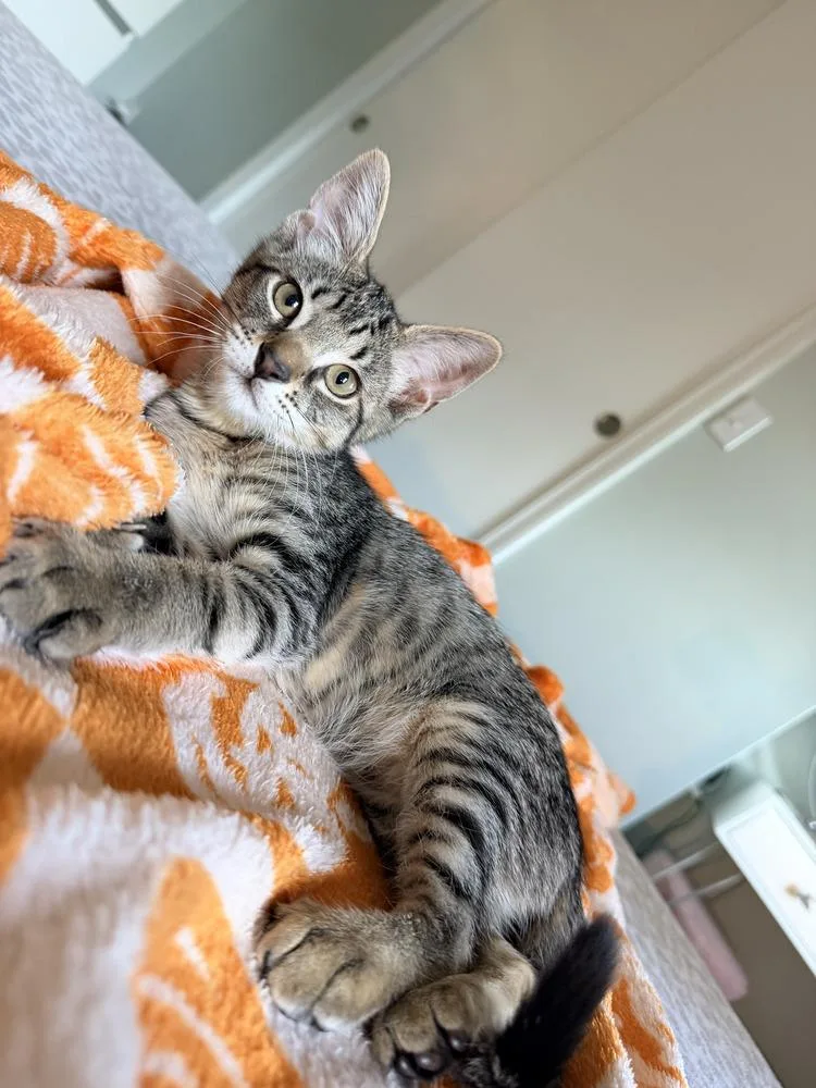 A baby small-sized male Brown / Chocolate Domestic Short Hair cat named Mars for adoption in Hudson, NH