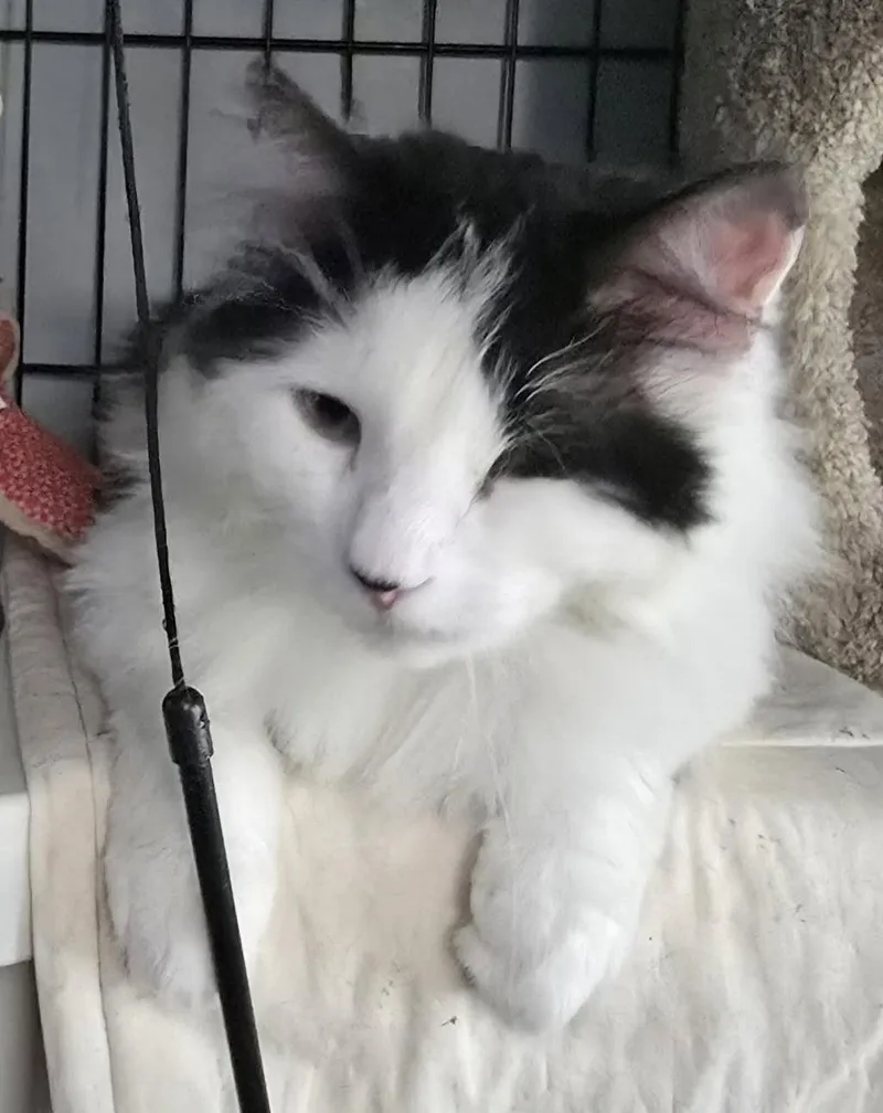 An adult medium-sized male Domestic Long Hair cat named Crest for adoption in Trenton, NJ