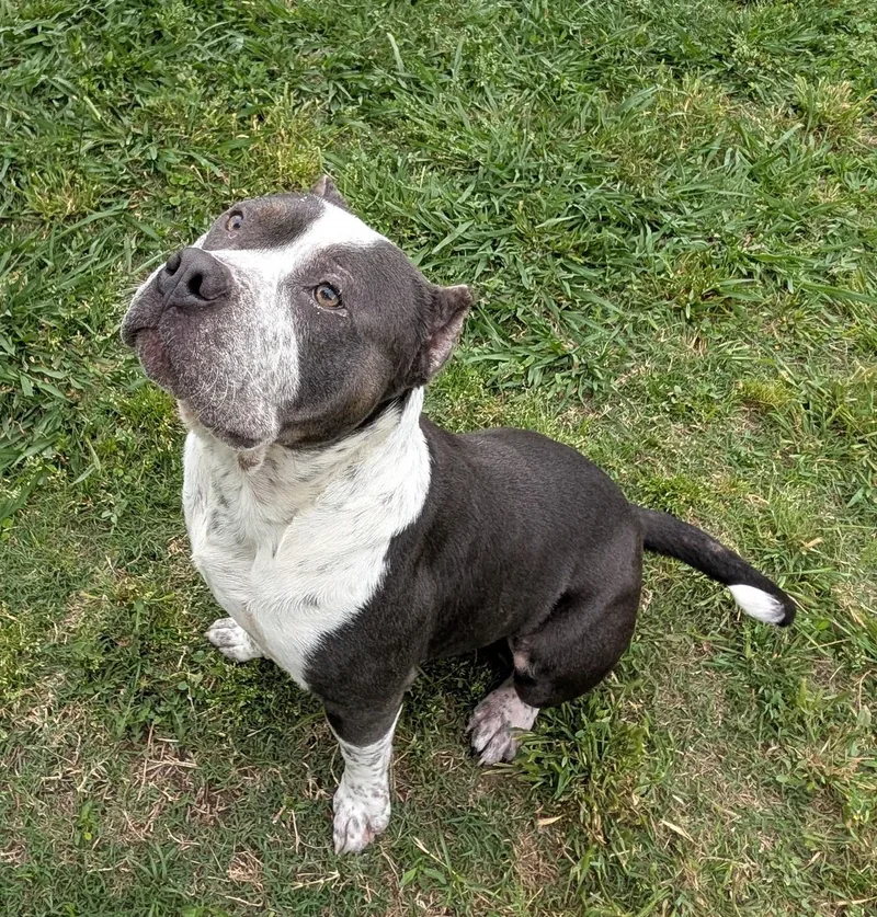An adult medium-sized male Pit Bull Terrier dog named Happy A for adoption in Plano, TX