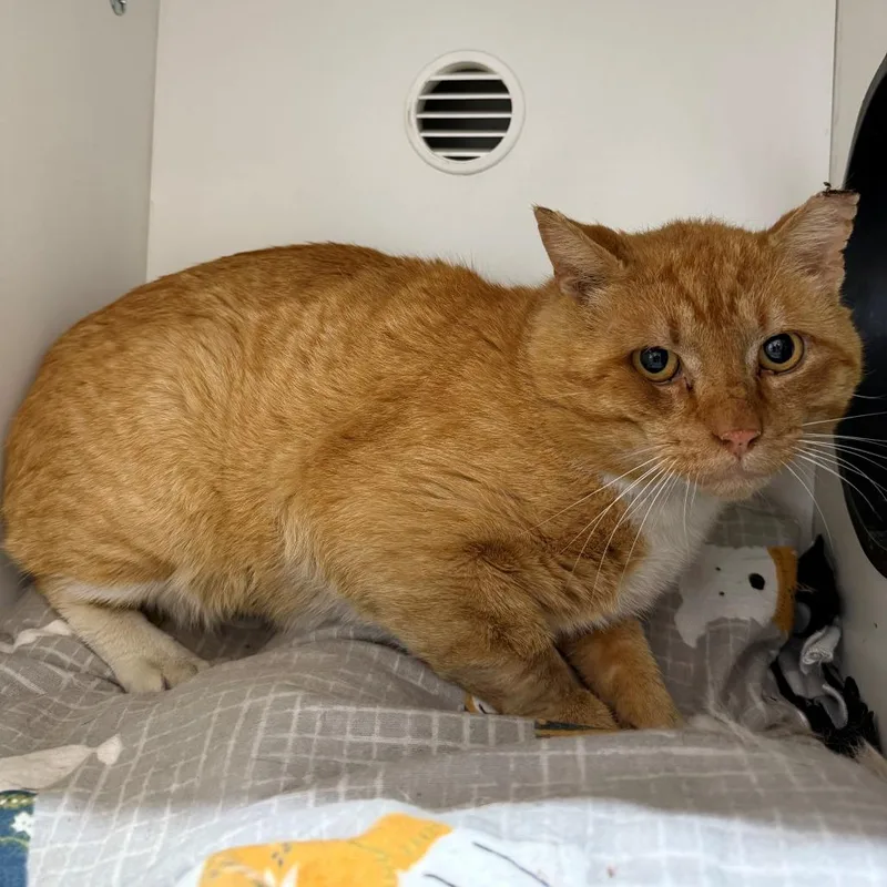 Marmalade