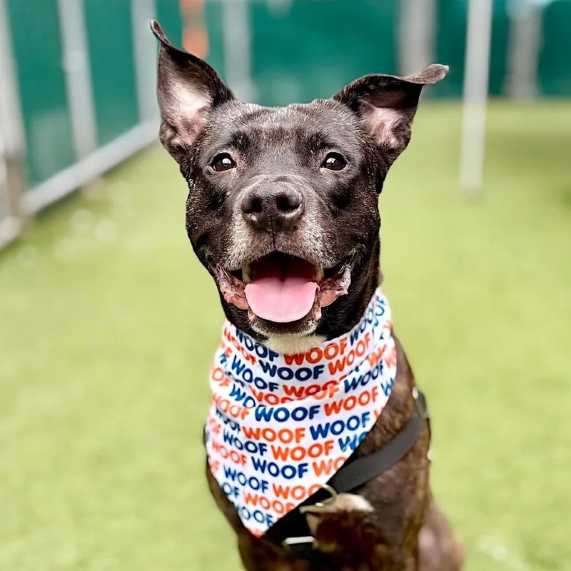 A baby medium-sized male Brindle Mixed Breed dog named Kingston for adoption in Vassalboro, ME