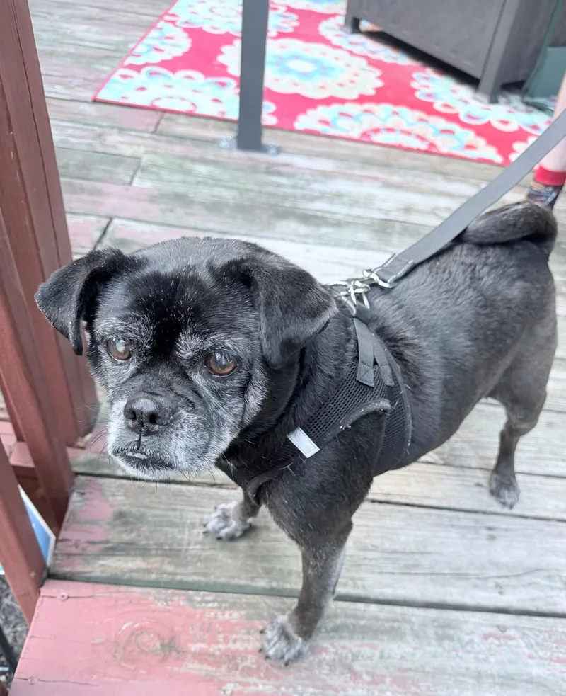 A senior medium-sized female Pug dog named Sweetpea for adoption in Germantown, OH