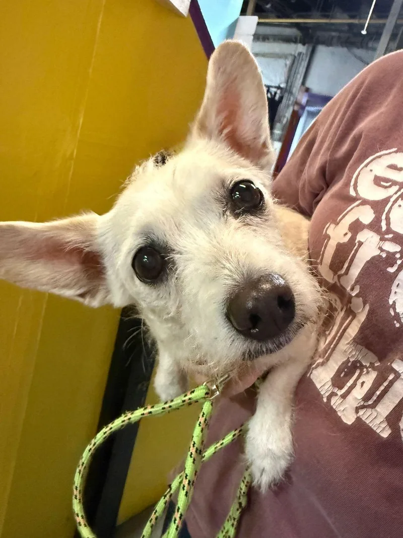 A senior small-sized female White / Cream Chihuahua dog named Sadie for adoption in Cherry Valley, MA