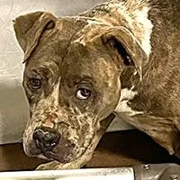 A young large-sized female Brindle Pit Bull Terrier dog named Leaf URGENT for adoption in Thousand Oaks, CA