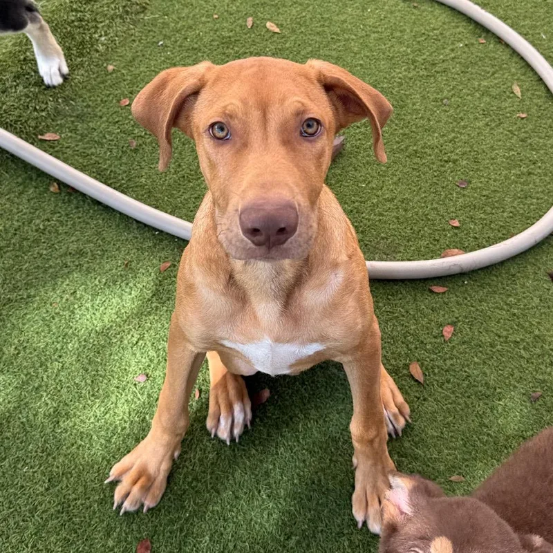 A young medium-sized male Yellow / Tan / Blond / Fawn Labrador Retriever dog named Denver for adoption in LOXAHATCHEE, FL