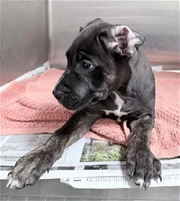 A baby small-sized female Pit Bull Terrier dog named Lotus for adoption in Los Angeles, CA