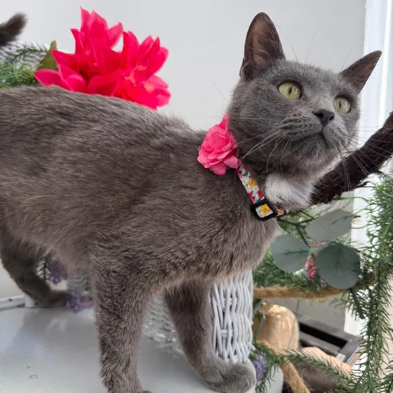 A young medium-sized female Gray / Blue / Silver Domestic Short Hair cat named Grace Ro for adoption in Eaton Rapids, MI