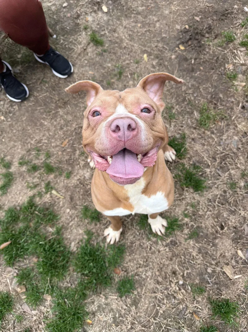 An adult medium-sized female American Bulldog dog named Athena for adoption in Jackson, MS