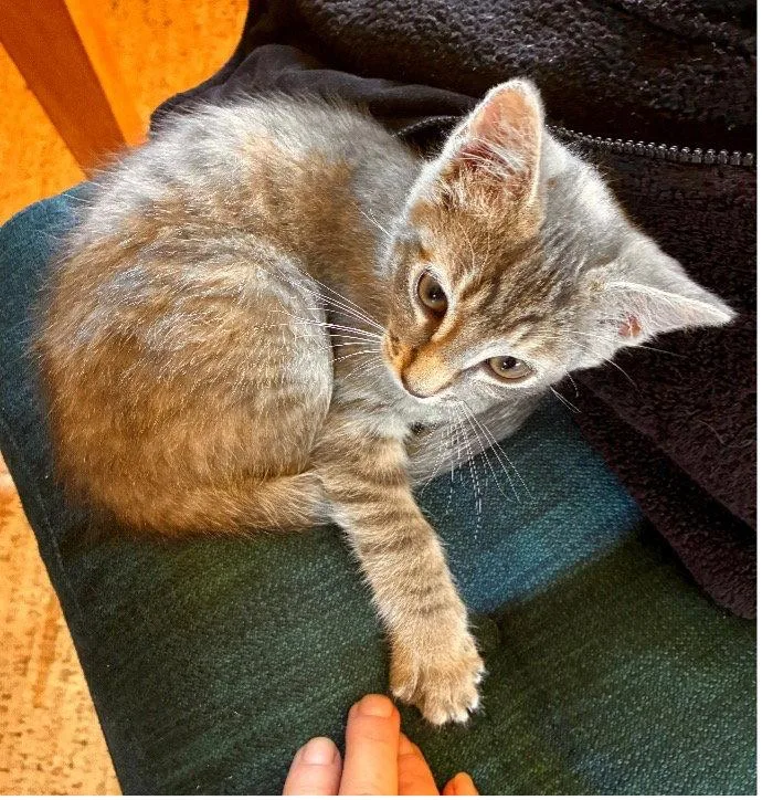 A baby small-sized female Torbie cat named Darling Hazel is Ready for adoption in San Luis Obispo, CA