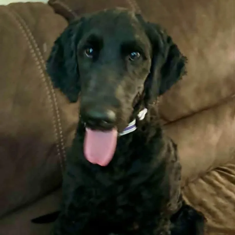 Chipper thumbnail 5