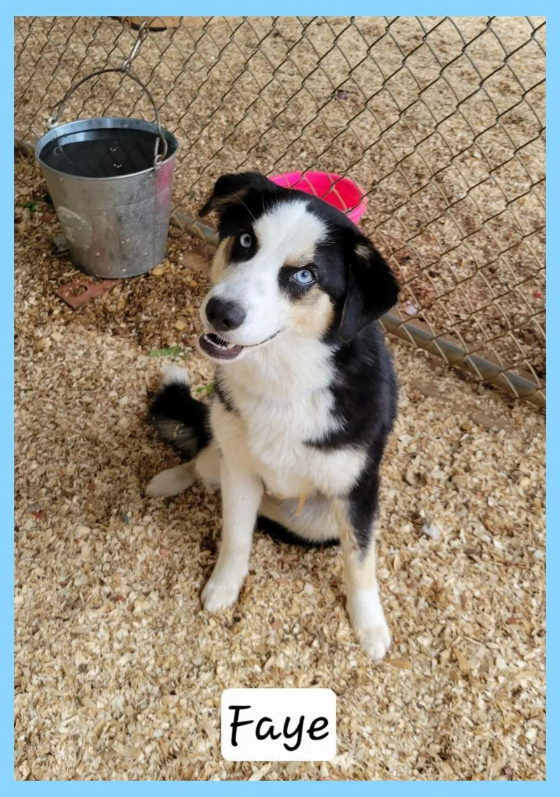 A baby medium-sized female Australian Shepherd dog named Faye for adoption in Granbury, TX