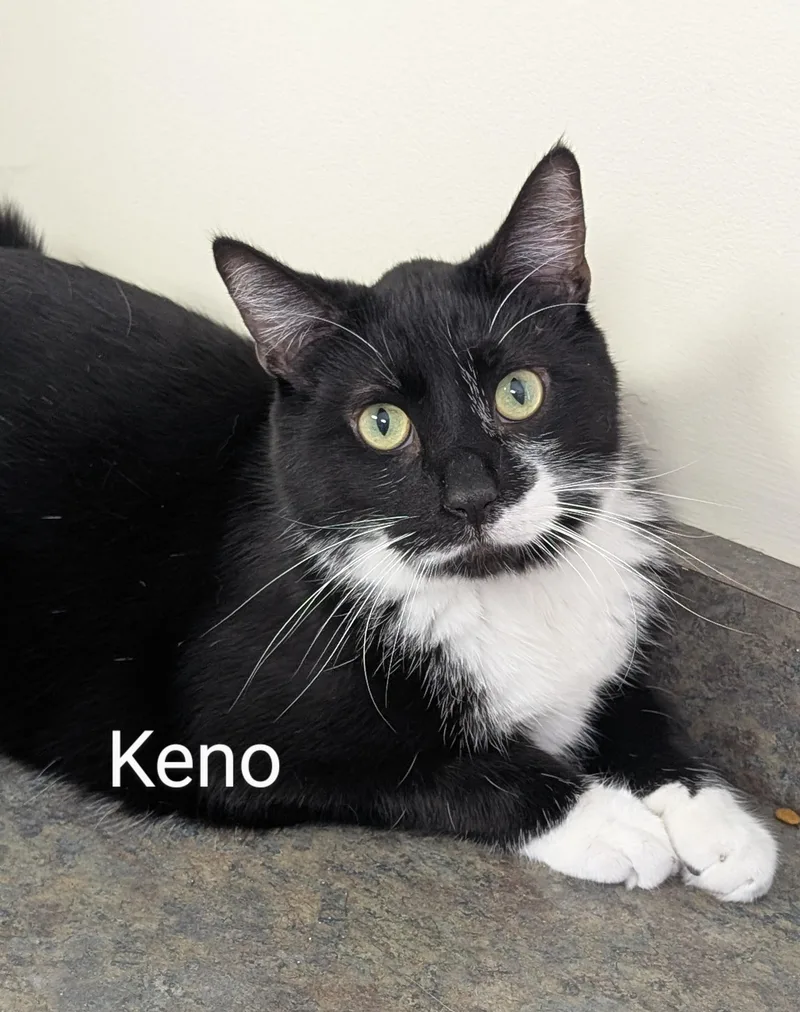 Keno