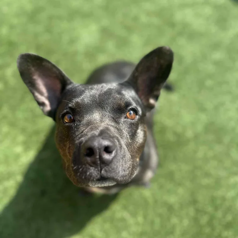 An adult medium-sized female Black French Bulldog dog named Mocha for adoption in Yukon, OK