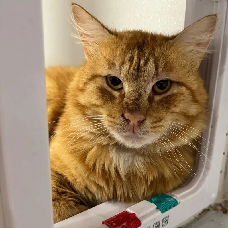 An adult large-sized male Tabby (Orange / Red) Domestic Short Hair cat named Phoenix JG for adoption in Austin, TX