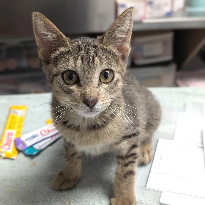 A baby small-sized male Brown / Chocolate Domestic Short Hair cat named Corduroy for adoption in Brookfield, WI