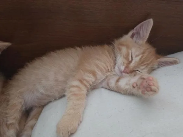 A baby small-sized female Domestic Short Hair cat named Dill for adoption in El Cajon, CA