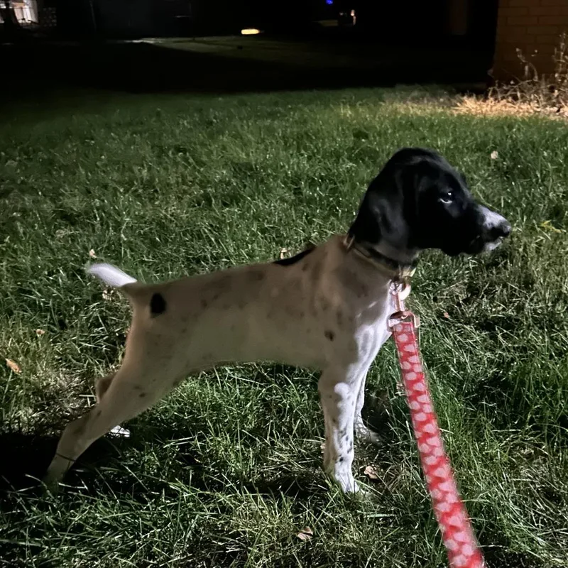 A baby medium-sized female German Shorthaired Pointer dog named Violet for adoption in Normal, IL