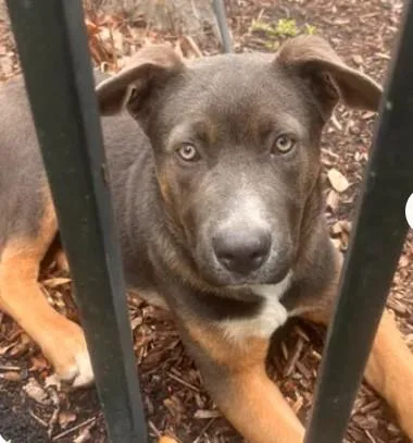 A baby small-sized male Black and Tan Coonhound dog named A for adoption in Tracy, CA